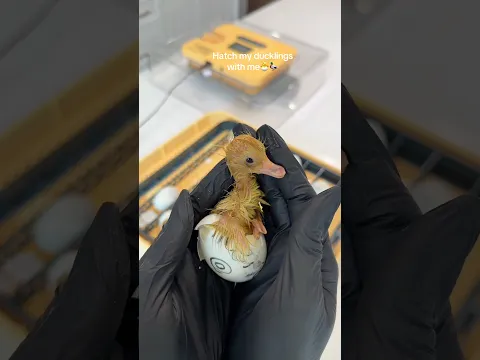Hatch my ducklings with me 🐥🐣