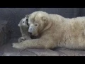Download Lagu Lara tolerates the rudeness of her cub(2) at Sapporo Maruyama Zoo, Japan
