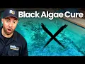 How to Get Rid of BLACK ALGAE in Your Pool