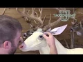 Mounting a Competition Whitetail with Clint Rickey