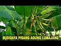 Download Lagu Ciri pisang agung lumajang \