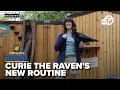 Trainers prep raven for show debut with new rope-pull behavior