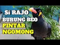 Download Lagu Si RAJO BURUNG BEO PINTAR NGOMONG‼️
