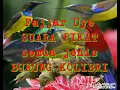 Download Lagu SUARA PIKAT semua jenis burung kolibri