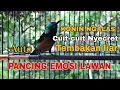 Download Lagu 🔴PANCINGAN KONIN GACOR CUIT-CUIT NYECRET NEMBAK AUTO LAWAN EMOSI‼️