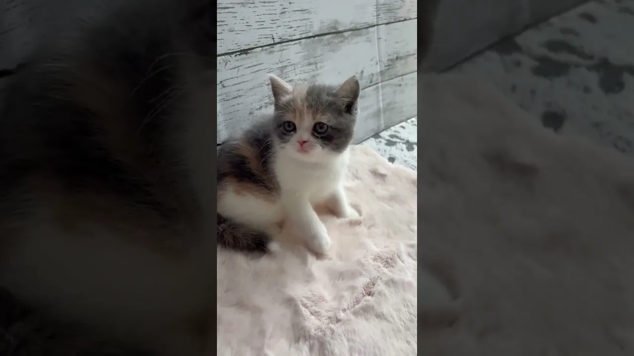動画