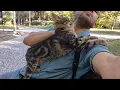 Download Lagu The cat who jumped into my lap and hugged me wants to tell me that he is very Lonely.
