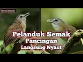 Download Lagu Suara Pelanduk Semak Pancingan