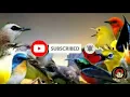 Download Lagu Suara Pikat Burung Kecil Dan Burung Besar 2020