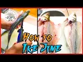 IKE JIME - How to do it and why BLEEDING THE FISH