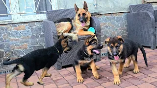 👑Kingdom of Puppies. Funny German Shepherd puppies. Odessa 2026