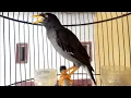 Download Lagu Pancingan dan suara pikat jalak kebo bikin jalak kebo yg dengar langsung merespon 