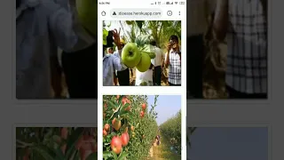 Using Mobile Web App Machine Learning based Apple disease detection