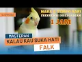 Download Lagu Masteran Falk/Parkit Australia siul Kalau kau suka hati full 1 jam || Cockatiel Singing