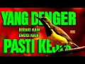 Yang denger pasti kejer‼️ Pancingan sogon agar bunyi emosi
