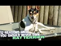 12 Reasons Why You Should Never Own a Rat Terrier