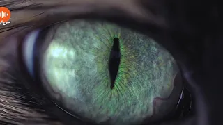 أعلان عيون المرآة للكاتب محمد حياه حلقات قصصية مسموعة 