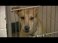 Indy Animal Care Services opening kennel rooms to the public to help increase adoptions