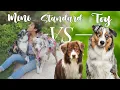 The Difference in STANDARD vs MINI vs TOY AUSTRALIAN SHEPHERDS size comparison