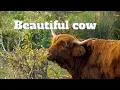 What is a female cow called