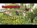 Download Lagu Suara Pikat Perkutut Betina Paling Ampuh ‼️