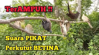 suara pikat perkutut betina paling ampuh 