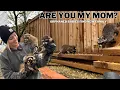 Heartwarming Rescue Orphaned Baby Raccoons Find a New Family Part 1