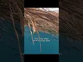 Download Lagu I didn't realize that a palm leaf is both a hope for life and a possibility for death.#wildlife Download Lagu I didn't realize that a palm leaf is both a hope for life and a possibility for death.#wildlife