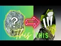 Transforming a lump of serpentine into a glass and stone sculpture