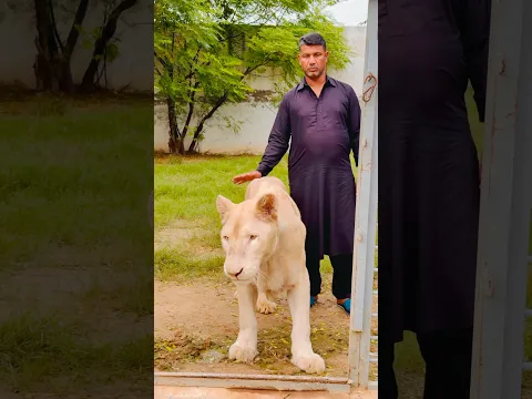 Lions Lara 😡😱 #wildliferescue #animals #largecats #tigerspotted #lionnation #lion #bigcat 😱