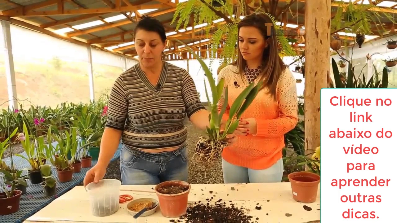 COMO MUDAR ORQUIDEA DE UM VASO PARA OUTRO PASSO A PASSO