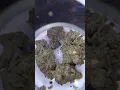 NEW STRAIN REV - 7LEAVES