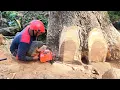 Download Lagu Uitputtend..!! een grote regenboom met stenen erin omhakken