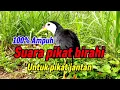 Lagu SUARA PIKAT RUAK-RUAK BIRAHI JOSS UNTUK PIKAT. TERBARU 2025.