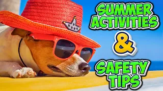 Beat The Heat 4 Fun Summer Activities Safety Tips For Your Dog  Beat The Heat 4 Fun Summer Activities Safety Tips For Your Dog