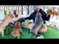 Picking Out My First Dog from Exotic Bully Puppy Farm CUTE