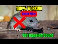 Download Lagu ⚠️ Kekuatan Tersembunyi Suara Jangkrik yang Tak Pernah Anda Tahu Bisa Mengusir Tikus Seketika! 🦗💥