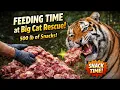 BIG CATS Getting Snacks