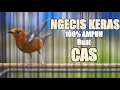 Download Lagu PANCINGAN ANIS MERAH SUARA NGECIS KERAS 100% AMPUH BUAT CAS ANIS MACET BUNYI