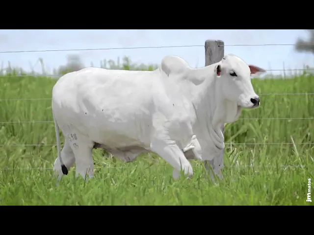 Novilha Nelore MMAR - 4598