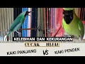 Download Lagu Kelebihan Dan Kekurangan Cucak Hijau Kaki Panjang vs Kaki Pendek