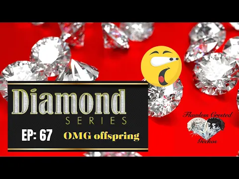 Download MP3 Diamond Series: Ep 67 OMG offspring