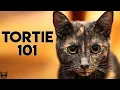 Tortoiseshell Cat 101 - Everything You Need To Know About Tortie Cats