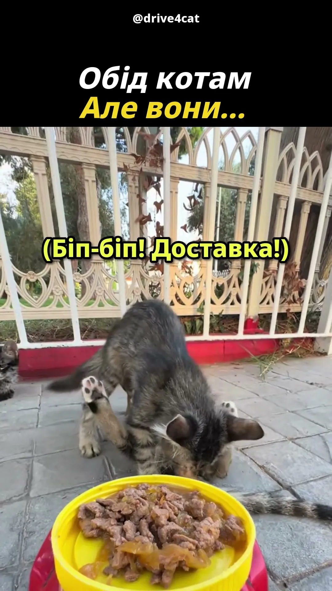 Бій важливіший за обід 😼