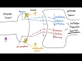 Stimulants Ritalin and Adderall Explained in 3 Minutes