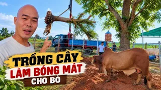 TRỒNG CÂY XANH TẠO BÓNG MÁT – XÂY MÁI NHÀ XANH CHO ĐÀN BÒ