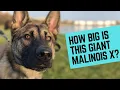 Introducing Shadow the giant Belgian Malinois X that s only 7 months old