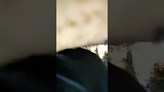 عش فراخ الهدهد 