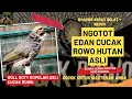 Download Lagu Cucak Rowo Hutan Gacor Variasi Ropel Top Masteran dan Pancingan Cucak Rowo #cucakrowo #ropel