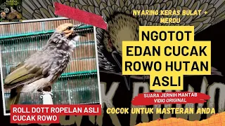 Download Cucak Rowo Hutan Gacor Variasi Ropel Top Masteran dan Pancingan Cucak Rowo #cucakrowo #ropel MP3